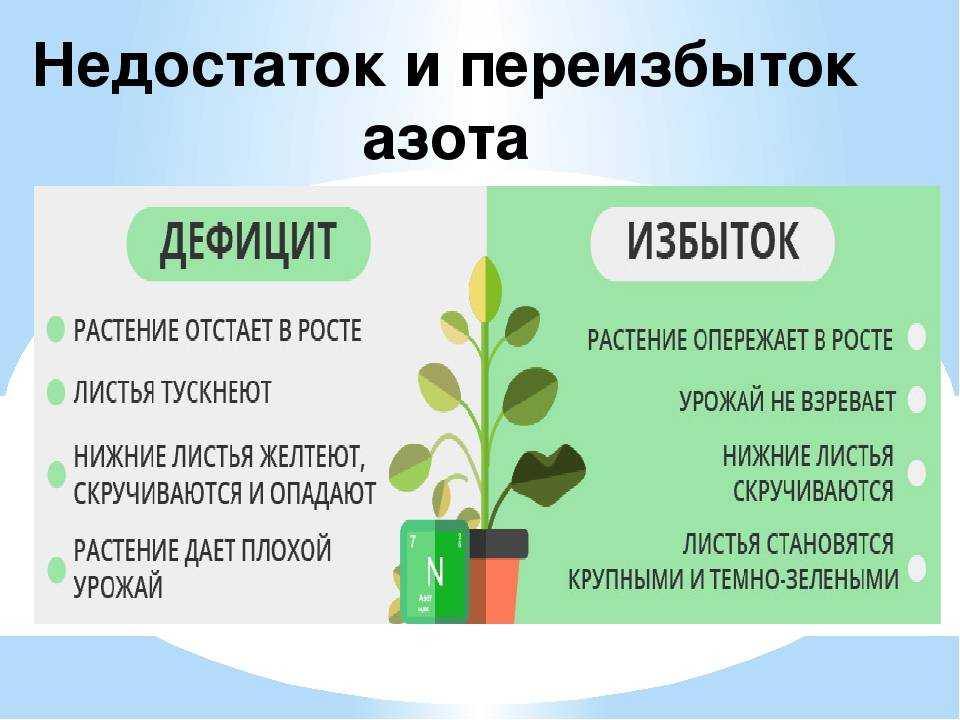 Признаки описывающие рост растения. Дефицит и избыток азота в растениях. Избыток азотных удобрений. Недостаток азота у растений. Переизбыток азота.