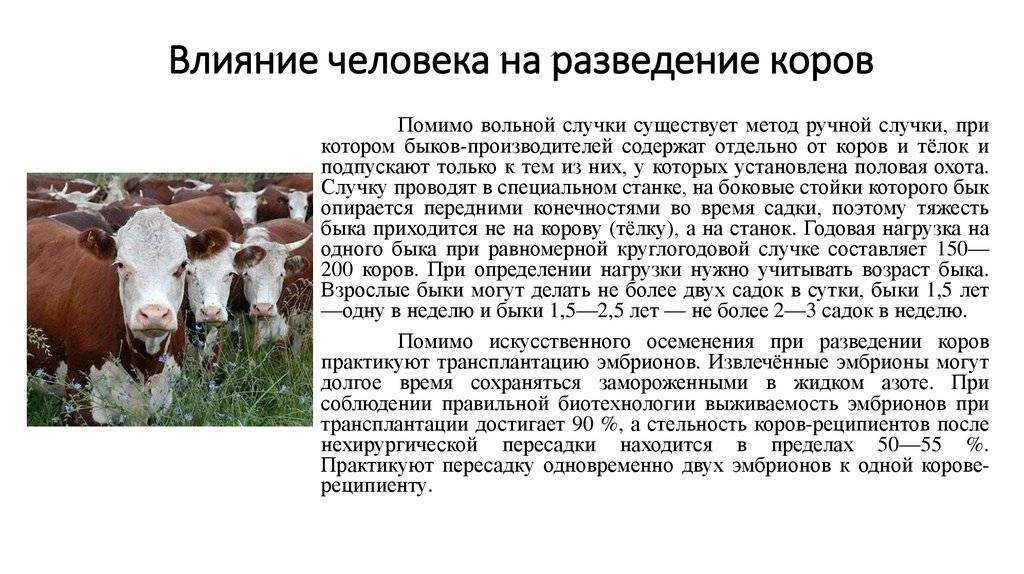 Бизнес план по выращиванию крс на мясо и молоко