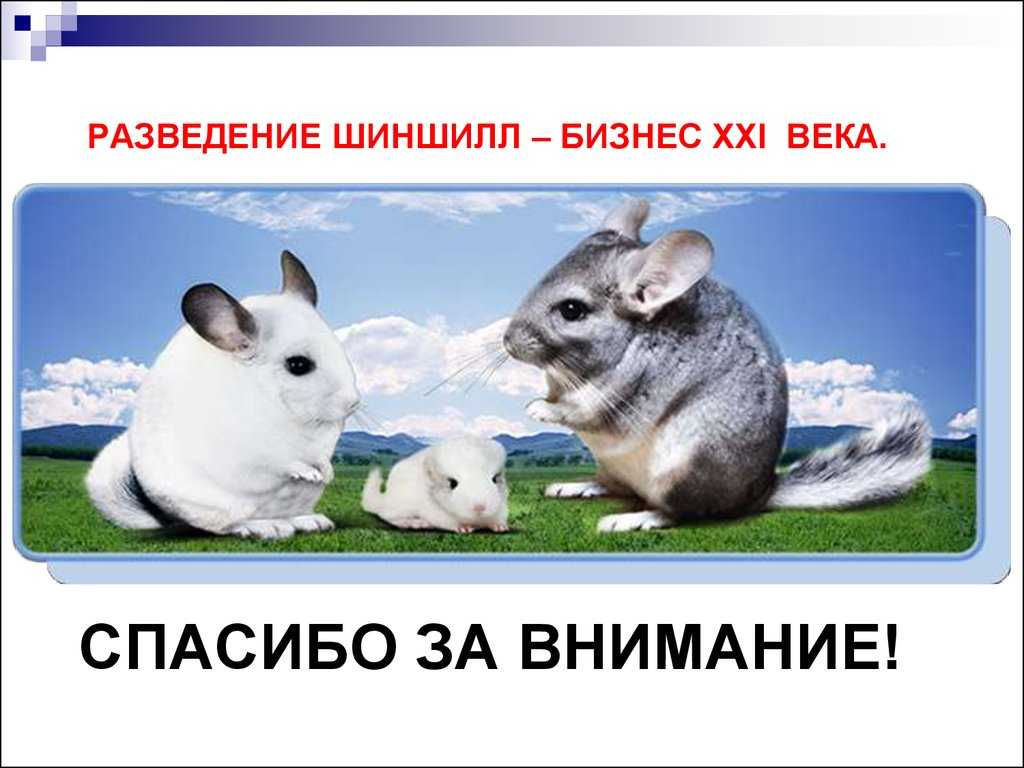 Свой бизнес: разведение шиншилл