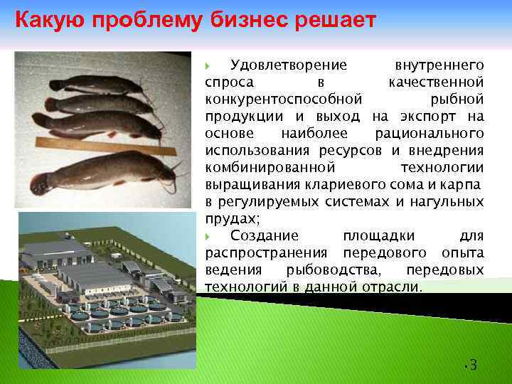 Рыбный бизнес с нуля – выгодное направление предпринимательства