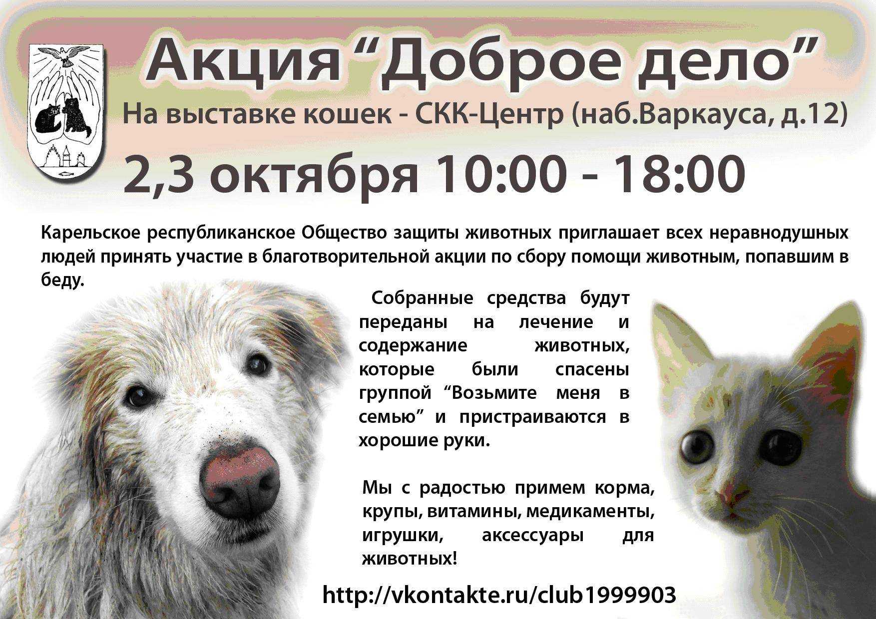 Как начать разводить кошек: первые шаги, что нужно знать, плюсы и минусы бизнеса