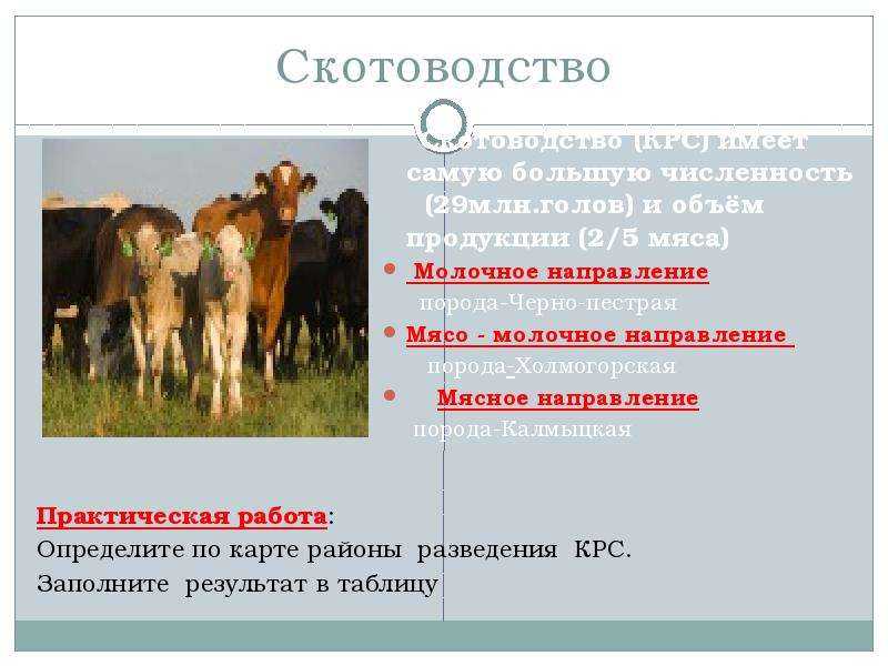 Какие направления имеет скотоводство 3. Направления животноводства. Скотоводство мясного направления. Мясное направление животноводства. Скотоводство молочного направления.