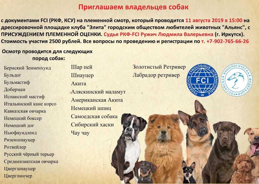 Разведение собак на продажу бизнес план