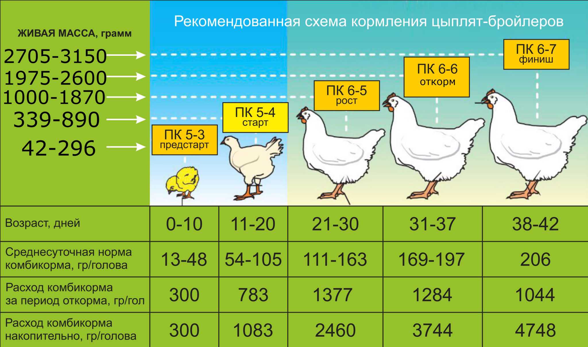 Куры 8 месяцев. Схема кормления бройлеров кормами. Схема кормления цыплят бройлеров. Схема кормления кур бройлеров. Кормление таблица для кормления цыплят бройлеров.