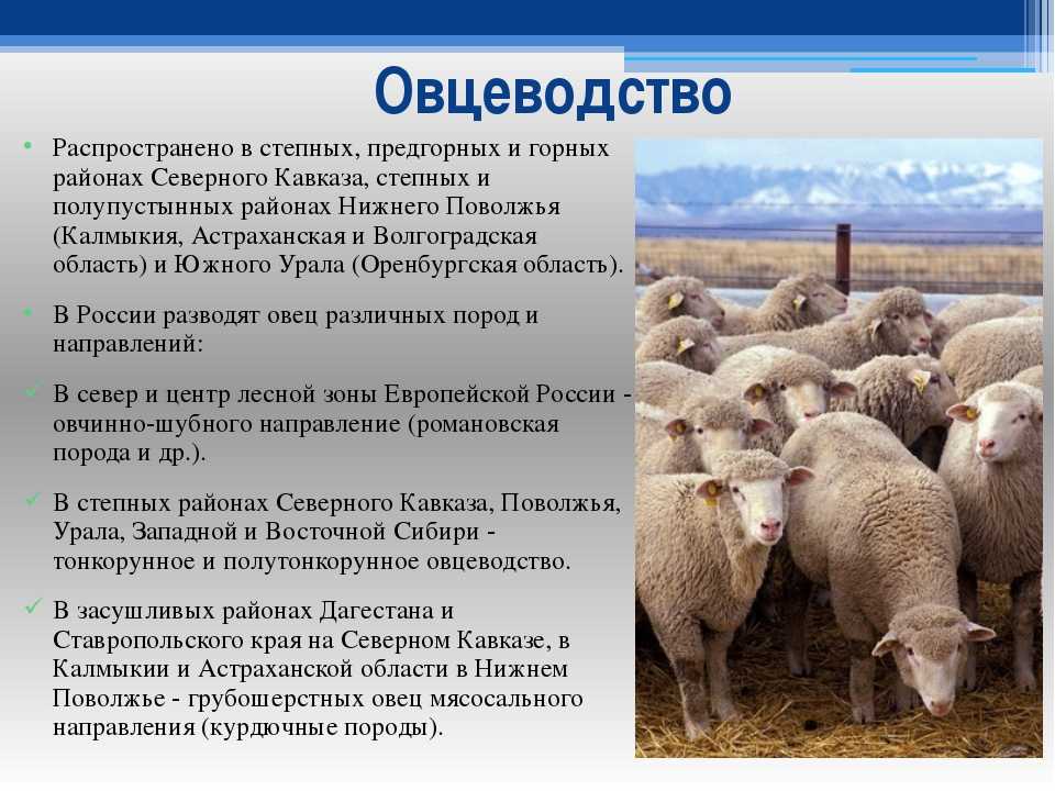 Пастбищное овцеводство традиционное занятие какого народа. Тонкорунное овцеводство Северный Кавказ. Район тонкорунного овцеводства на Северном Кавказе. Овцеводство распространено в степных. Отрасли животноводства овцеводство.