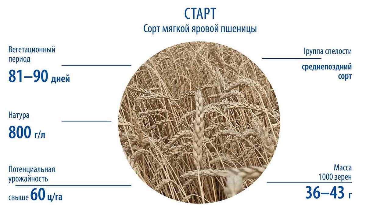Как я заработал 1 500 000 рублей на оптовых продажах зерна, сидя дома ⋆ читай, думай, зарабатывай