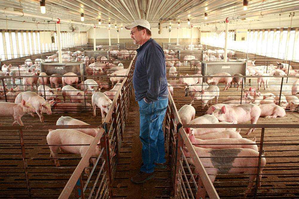 Свой бизнес: фермерское свиноводческое хозяйство
