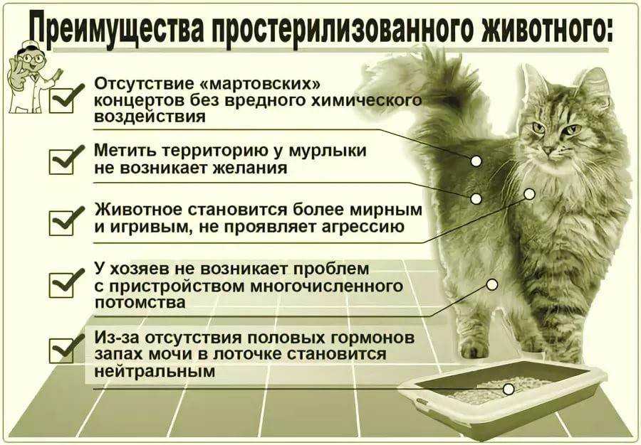 Как открыть питомник собак: необходимые условия и документы, особенности, советы юристов