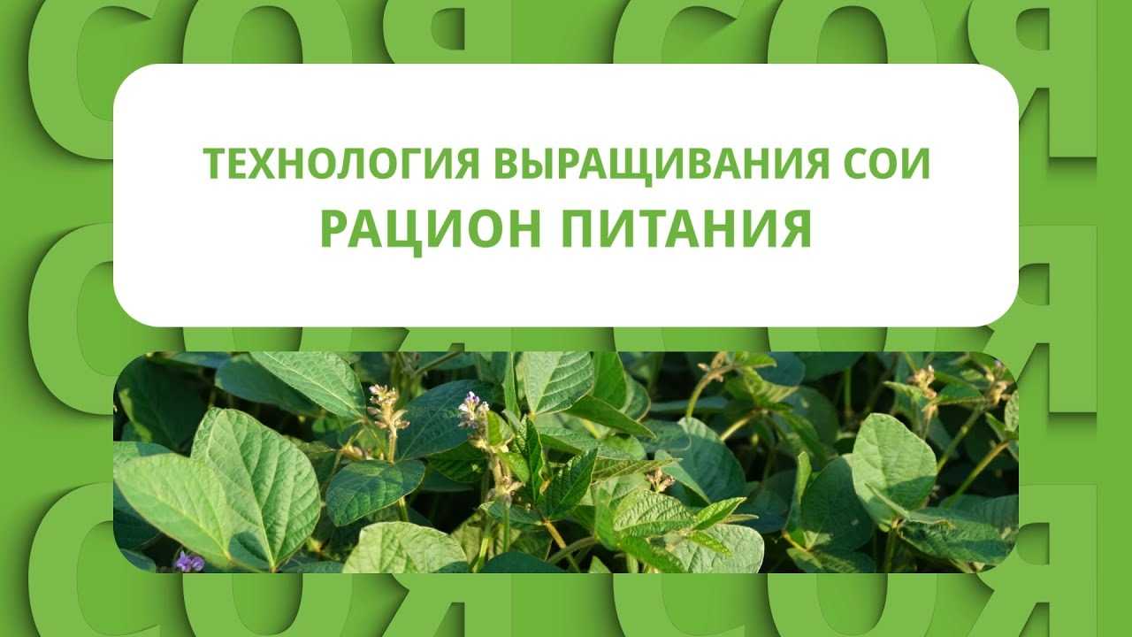 Соевые продукты: подсчет расходов и доходов бизнеса