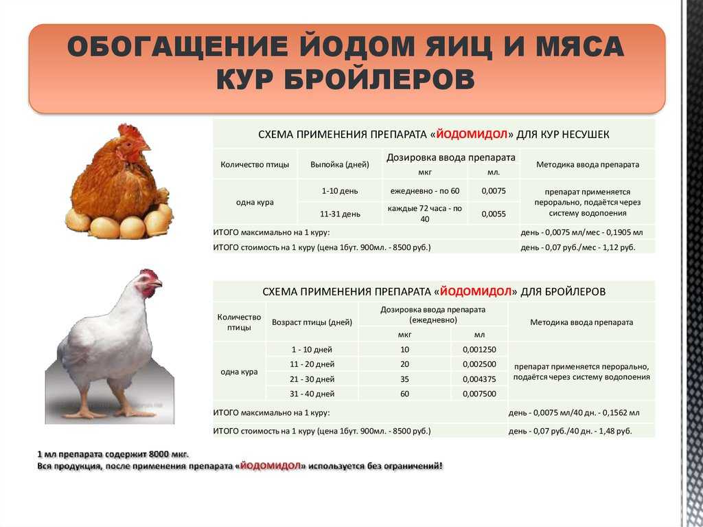 Разведение голубей в домашних условиях для начинающих — особенности и условия