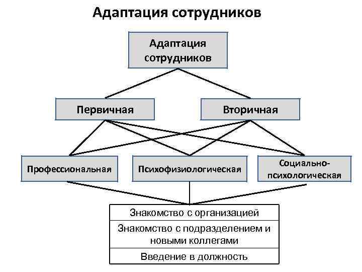 Схема адаптации персонала