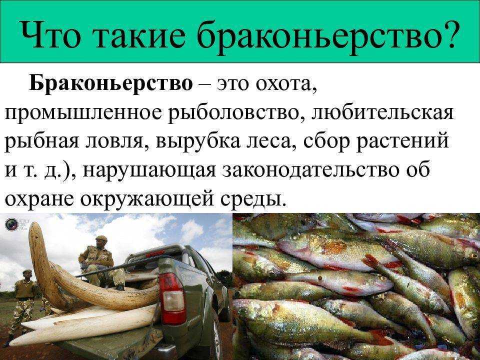 Ст 256 ук рф ч 1 с комментариями: незаконный вылов рыбы и добыча водных биологических ресурсов | kopomko.ru