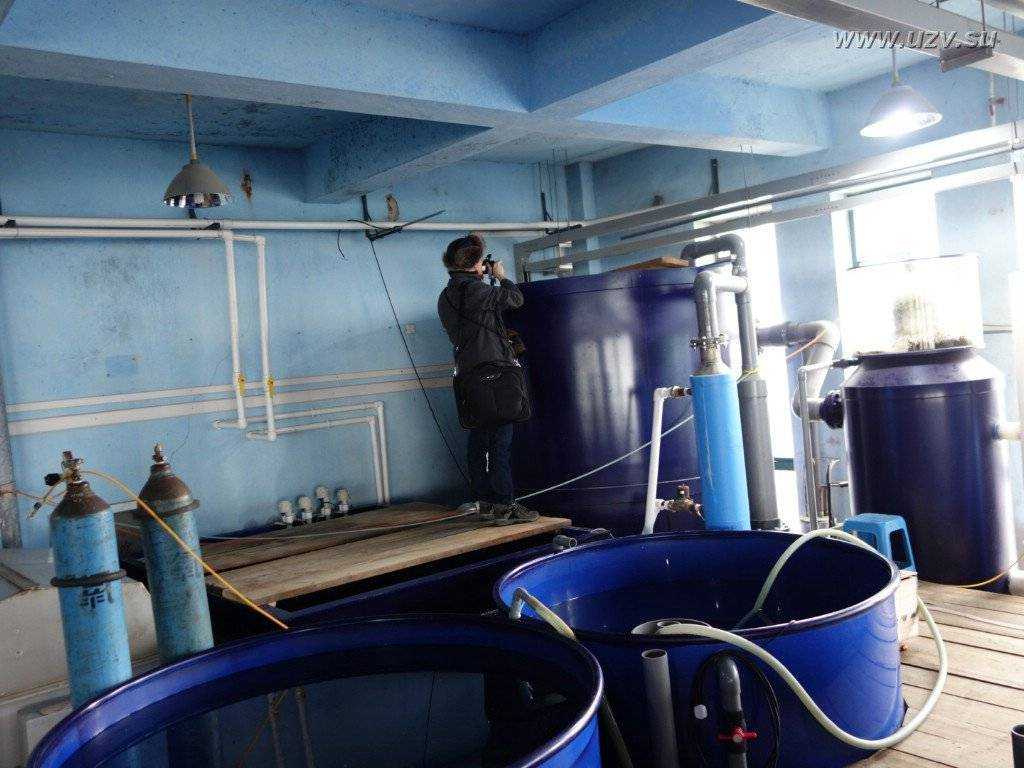 Разведение осетра